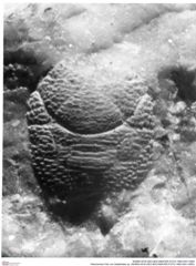 Historisches Foto von Galatheites sp. (NHMW-AFW-GEO-BACHMAYER-FOTO-1990-0041-0950)